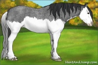 Horse Color:Blue Roan Splash