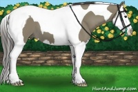 Horse Color:Smoky Grullo Splash Tobiano