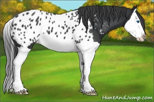 Horse Color:Black Splash Appaloosa 