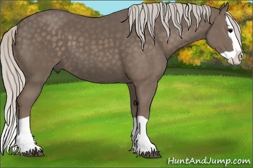 Horse Color:Silver Black Splash