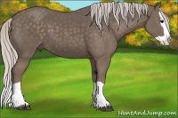 Horse Color:Silver Black Splash
