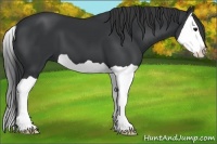 Horse Color:Black Splash 