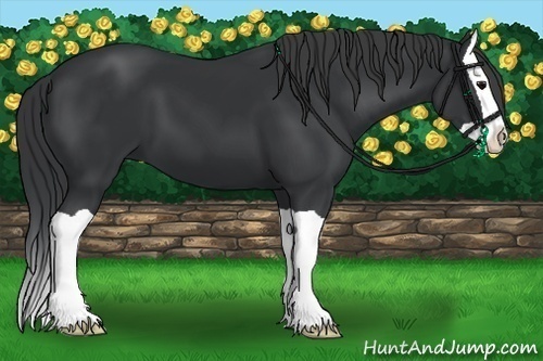 Horse Color:Black Splash 