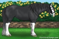 Horse Color:Black Splash