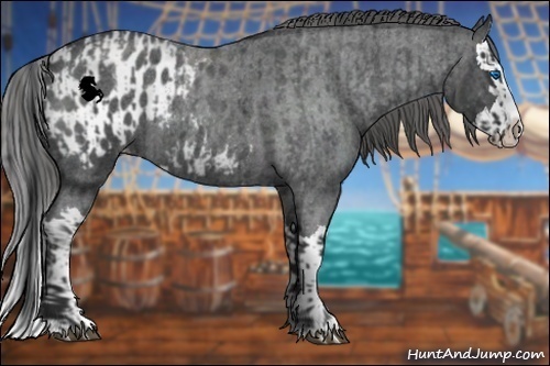 Horse Color:Blue Roan Sabino Splash and Blue Roan Sabino Splash Appaloosa