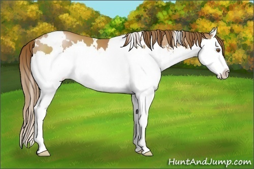 Horse Color:White Spotted Brown Pearl Sabino Splash 