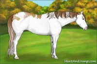 Horse Color:White Spotted Brown Pearl Sabino Splash
