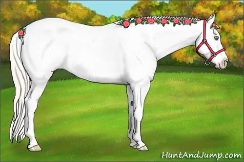 Horse Color:White Spotted Gold Cream Champagne Appaloosa 
