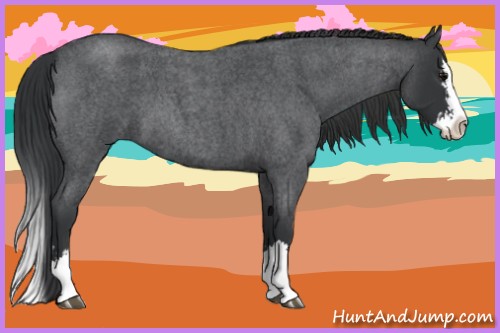 Horse Color:Blue Roan Sabino Splash and Blue Roan Sabino Splash