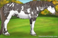 Horse Color:Smoky Black Splash Frame Varnish 