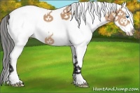 Horse Color:White Spotted Bay Splash