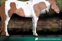Horse Color:Chestnut Tobiano Rabicano
