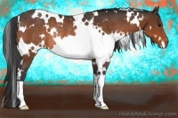Horse Color:White Spotted Brown Varnish Rabicano 