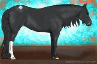 Horse Color:Black Appaloosa 