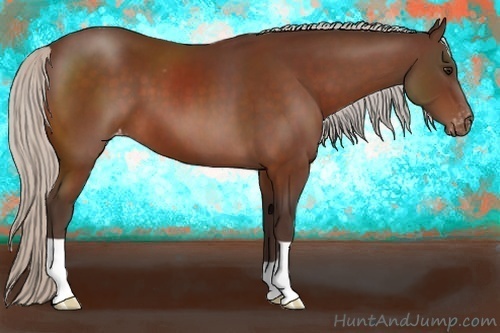 Horse Color:Silver Brown Appaloosa 