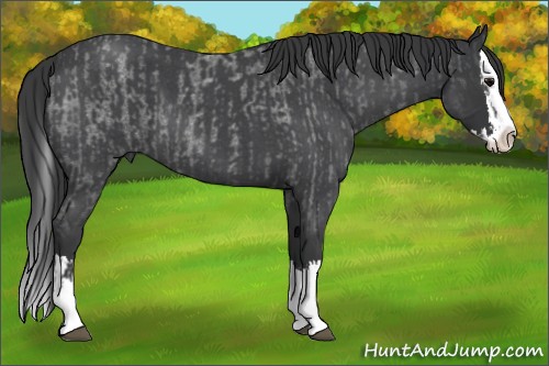 Horse Color:Blue Roan Sabino Splash and Blue Roan Sabino Splash