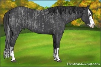 Horse Color:Blue Roan Sabino Splash  and Blue Roan Sabino Splash 