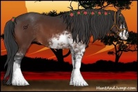 Horse Color:Brown Sabino 