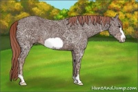 Horse Color:Liver Chestnut Ice Frame 