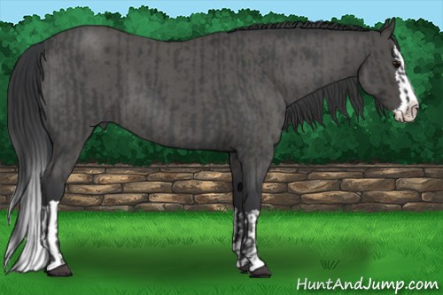 Horse Color:Blue Roan Sabino Splash  and Blue Roan Sabino Splash 