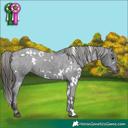 Horse Color:Gray White Spotted Black Varnish 