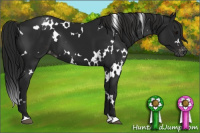 Horse Color:Gray White Spotted Black Appaloosa
