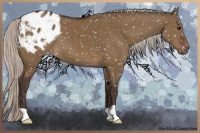 Horse Color:Silver Brown Dun Appaloosa 