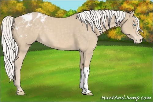 Horse Color:Silver Smoky Creme Appaloosa