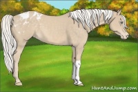 Horse Color:Silver Smoky Creme Appaloosa 
