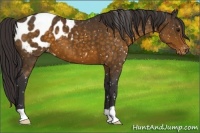 Horse Color:Buckskin Snowflake Varnish 