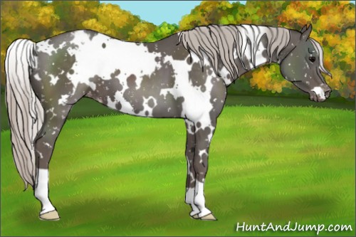 Horse Color:White Spotted Silver Black Appaloosa 