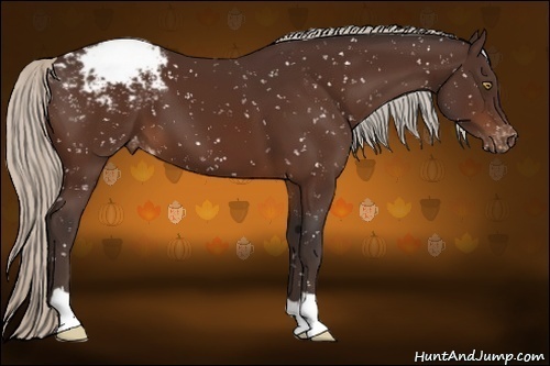Horse Color:Silver Brown Appaloosa 