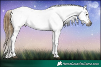 Horse Color:Gray Buckskin Near Fewspot 