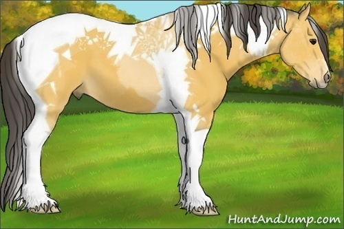 Horse Color:Buckskin Tobiano