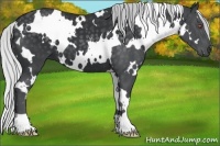 Horse Color:White Spotted Silver Black Chinchilla