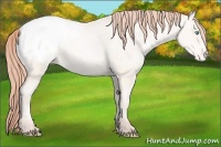 Horse Color:Classic Cream Champagne Pearl Appaloosa 