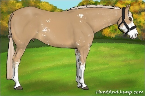 Horse Color:Palomino Sabino