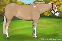 Horse Color:Palomino Sabino