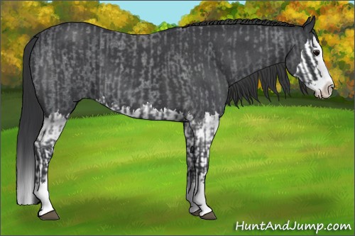Horse Color:Blue Roan Sabino Splash and Blue Roan Sabino Splash