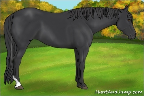 Horse Color:Black Tobiano 