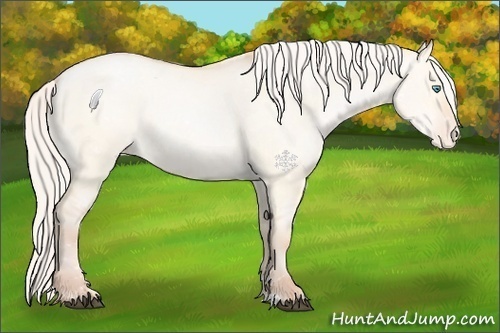 Horse Color:Silver Buckskin Pearl Dun Appaloosa 