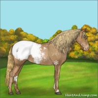 Horse Color:Liver Chestnut Pearl Snowcap 