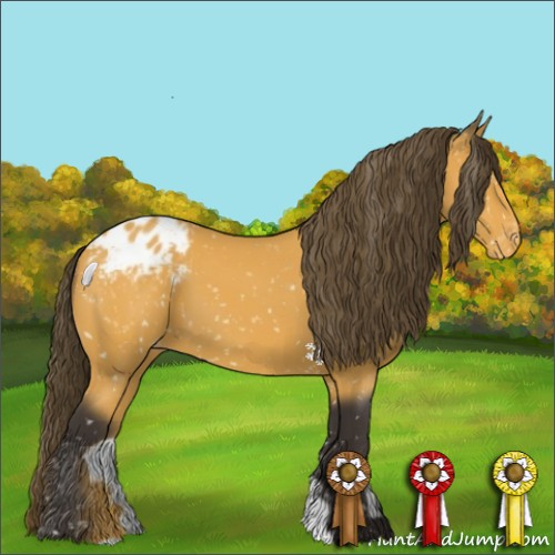 Horse Color:Buckskin Appaloosa 