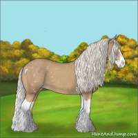 Horse Color:Palomino Splash Appaloosa 