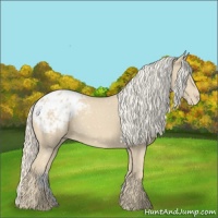 Horse Color:Cremello Appaloosa 