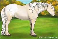Horse Color:Silver Buckskin Snowdrop Snowcap 