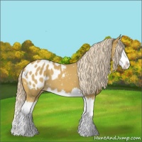 Horse Color:Palomino Splash Appaloosa 