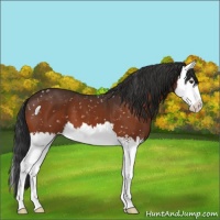 Horse Color:Bay Splash Appaloosa 