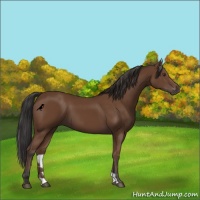 Horse Color:Bay 