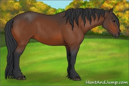 Horse Color:Bay Rabicano 